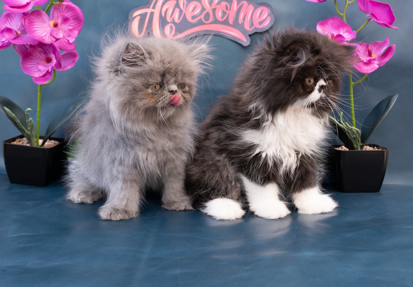 Gatos persa en tijuana