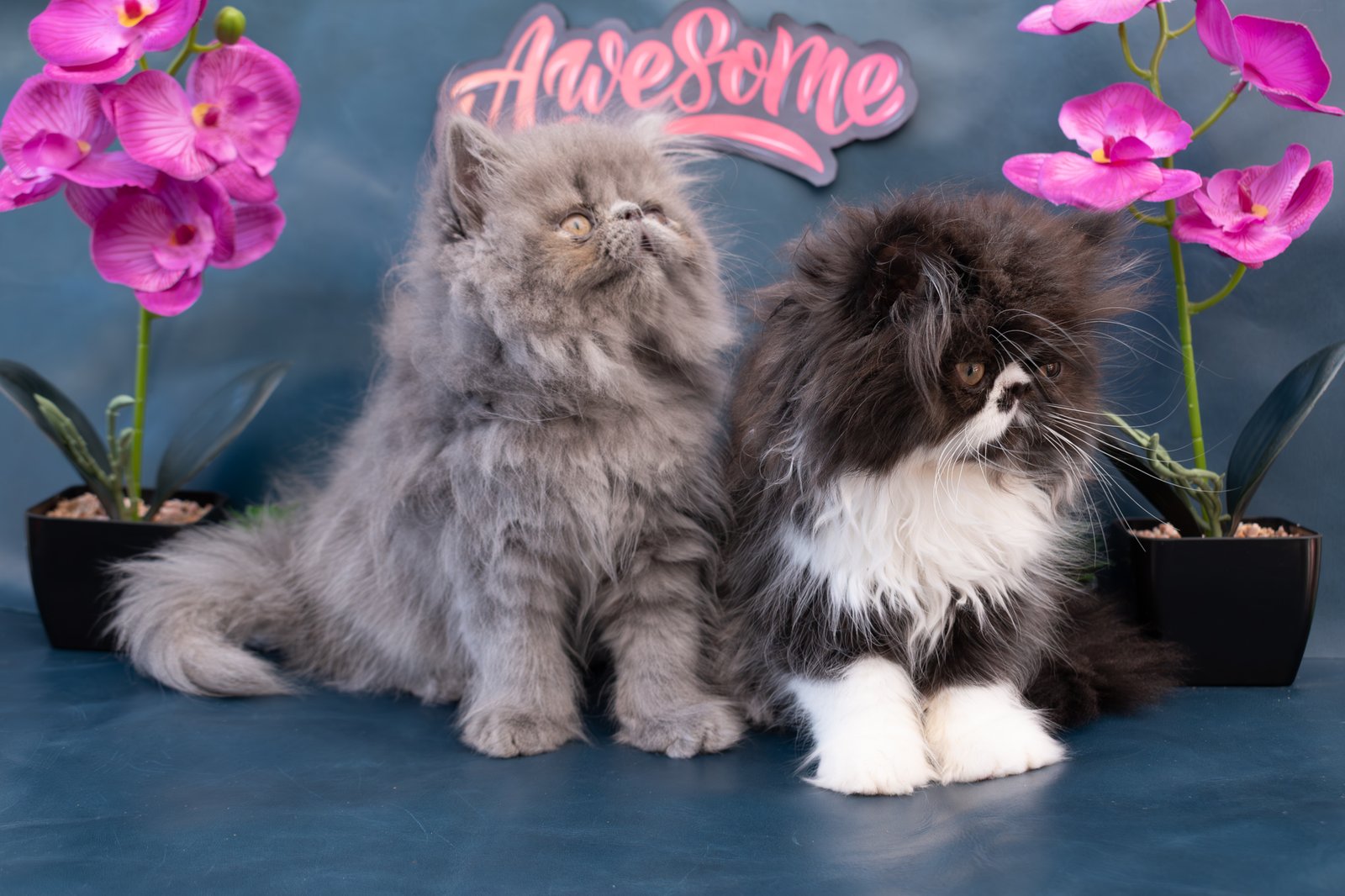 Gatos persa en tijuana